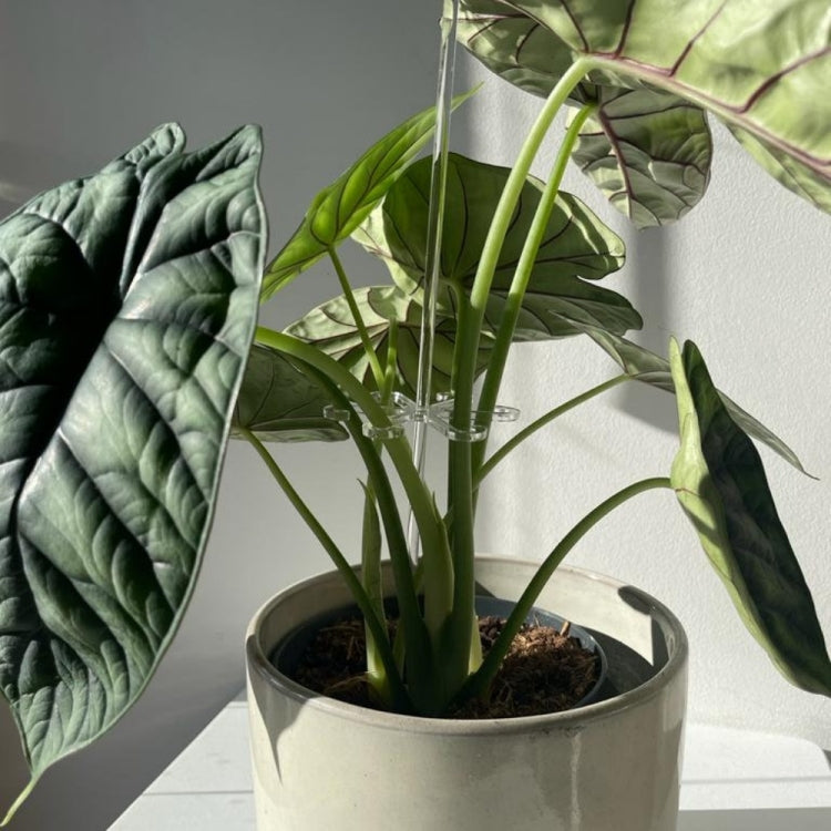 YX106 Acrylic Plant Growth Support Bracket