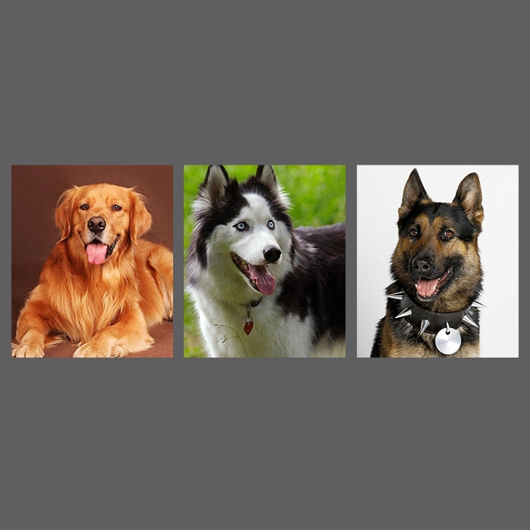 Cowhide Traction Belt Dog Collar Telescopic Dog Rope, Suitable For Medium and Large Dogs, M, Rope Length: 128cm Collar Size: 32-44cm