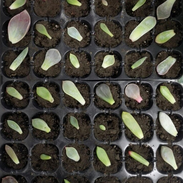 Seedling Tray Sprout Plate 24 Holes Nursery Pots Tray Lids Box For Gardening Bonsai Mini Greenhouse Nursery Plate Three Sets