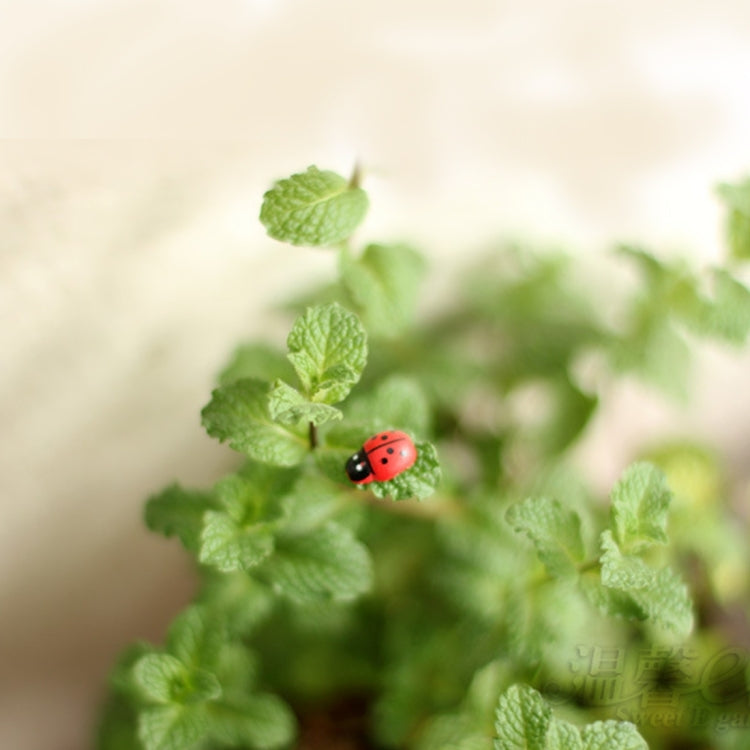 50pcs Mixed Color Wooden Cabochons Ladybug for Decoration Wood Ladybug Decoration Crafts Micro-landscape Ornaments Accessories Multi-meat Ornaments