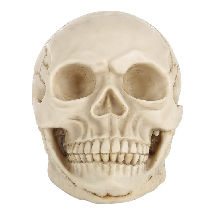 Skull Head Hallowmas Prop Gadget Display, Size: 19(L) x 13(W) x 14cm(H)