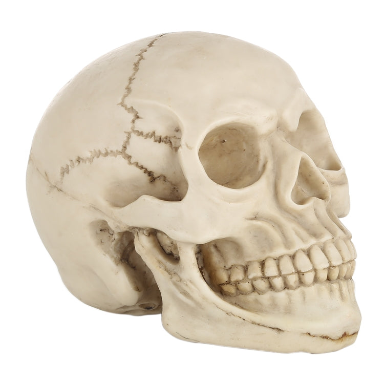 Skull Head Hallowmas Prop Gadget Display, Size: 19(L) x 13(W) x 14cm(H)