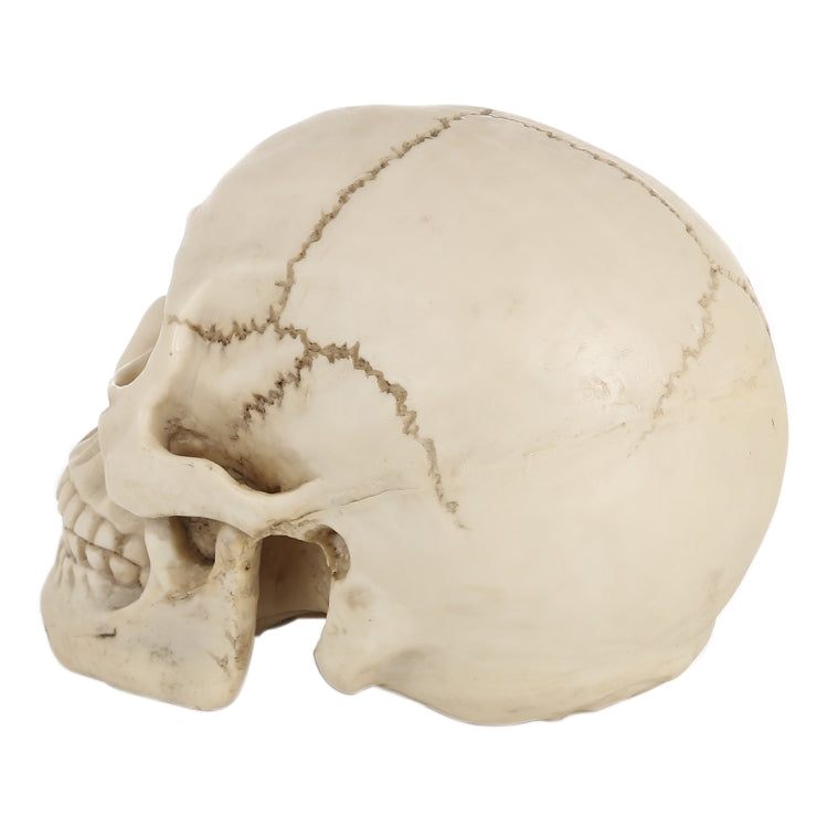 Skull Head Hallowmas Prop Gadget Display, Size: 19(L) x 13(W) x 14cm(H)