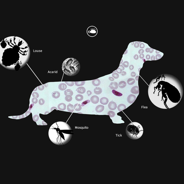 Pet Flea & Anti-Lice Collar Pet In Vitro Insect Repellent Ring