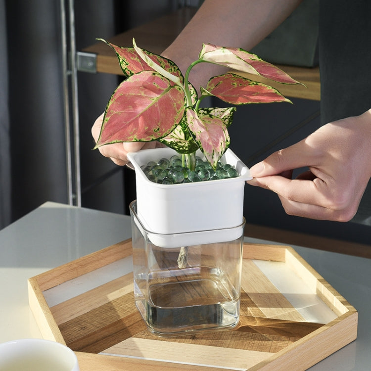 Green Radish Hydroponic Flowerpot Plastic Transparent Non-Porous Plant Automatic Water Absorption  Succulent Flowerpot