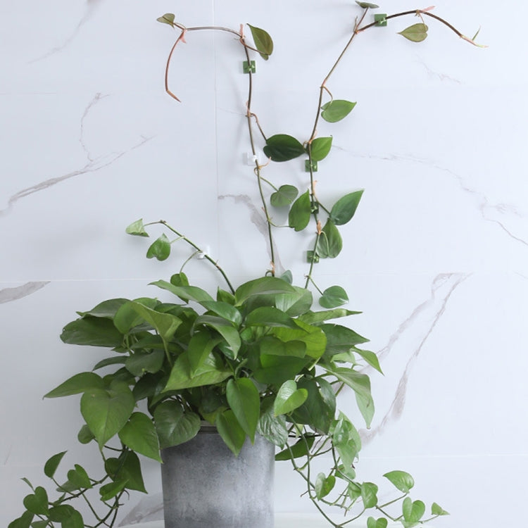 50pcs Plant Climbing Wall Buckle Vine Traceless Plant Fixer Self-Adhesive Hooks