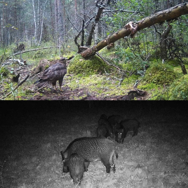 20MP 1080P Wild Camera Night Vision MMS Infrared Hunter Camera