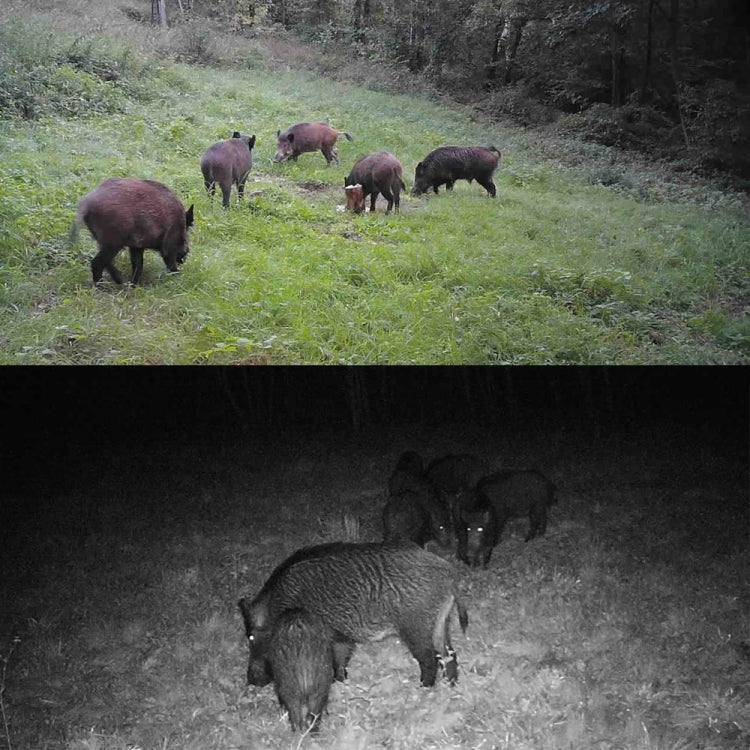 24MP 2.7K Outdoor Track Camera Infrastructure Monitoring Hound Camera