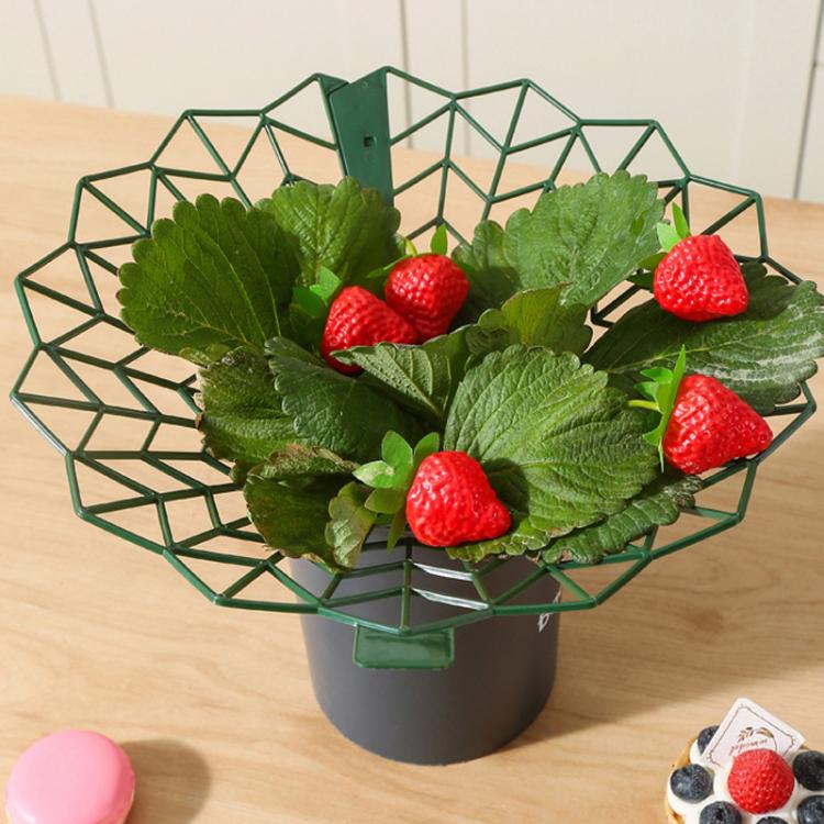 Strawberry Cultivation Anti-Rotting Planting Stand Plant Climbing Rack