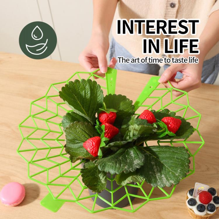 Strawberry Cultivation Anti-Rotting Planting Stand Plant Climbing Rack