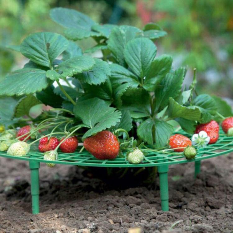 Strawberry Cultivation Anti-Rotting Planting Stand Plant Climbing Rack
