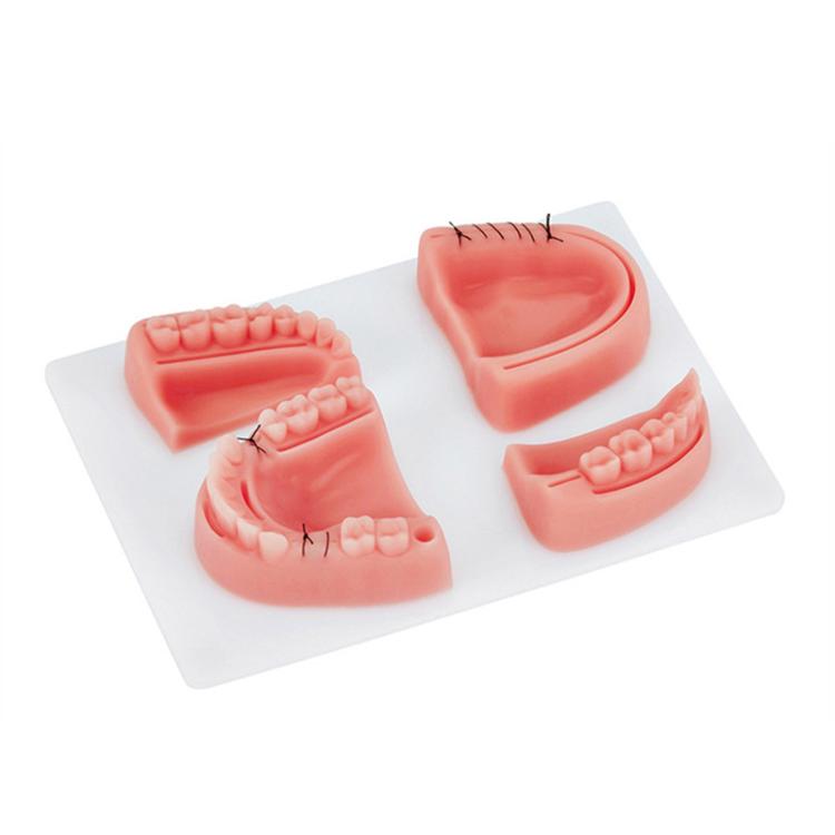 Gums Multiple Wounds Silicone Suture Practice Mold Four Teeth Oral Surgery Training Module For Medical Students